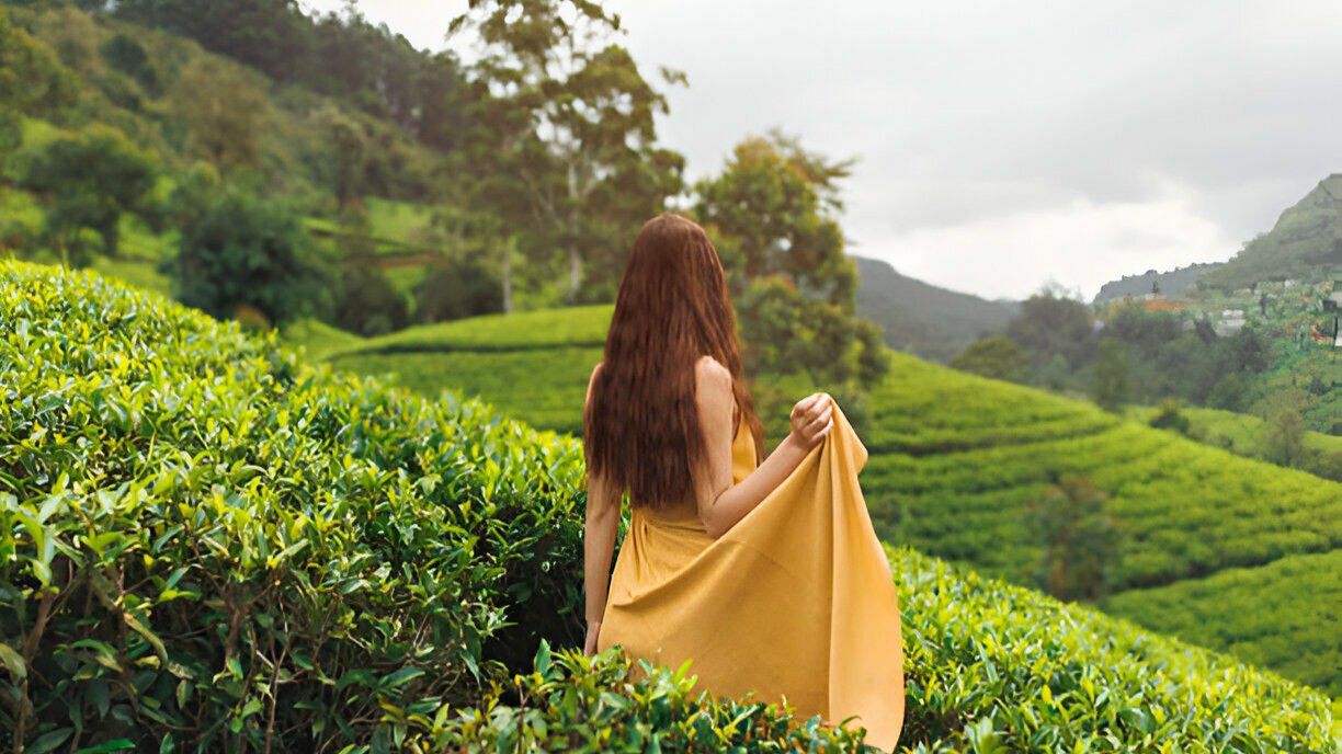 Tea Estates